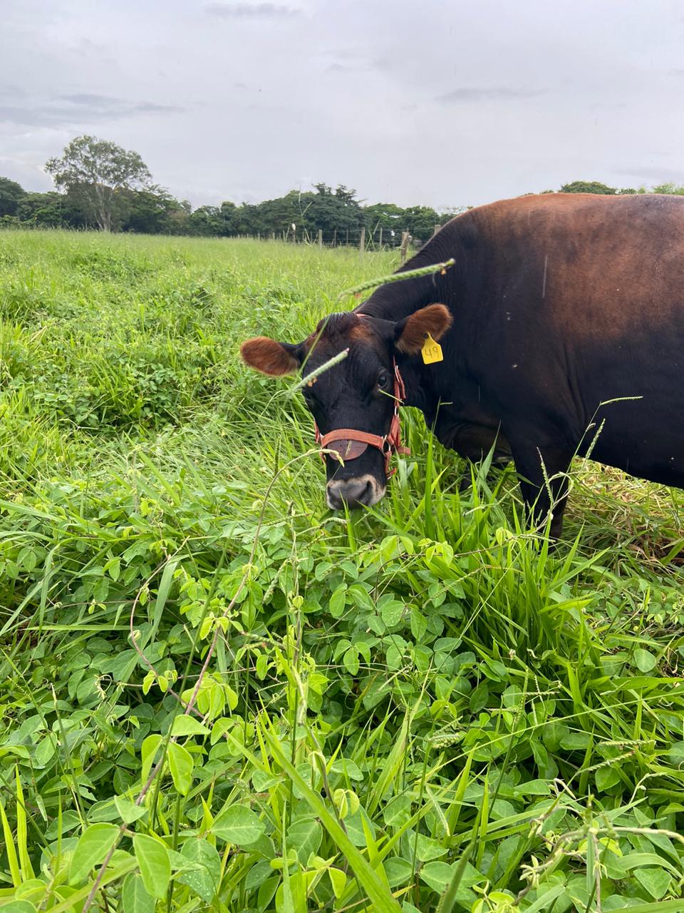 vacas_forragicultura_GEEstufa_2020.jpg