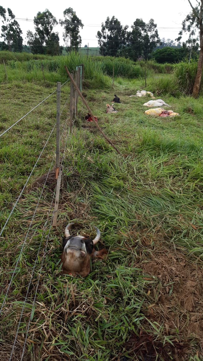 vísceras das vacas mortas no iz, no campo de pesquisa
